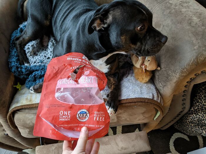 34 fotos de cachorro para o desafio Guilty Dog 18