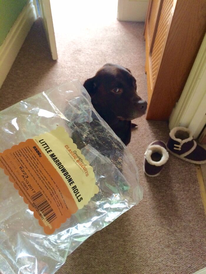 34 fotos de cachorro para o desafio Guilty Dog 19