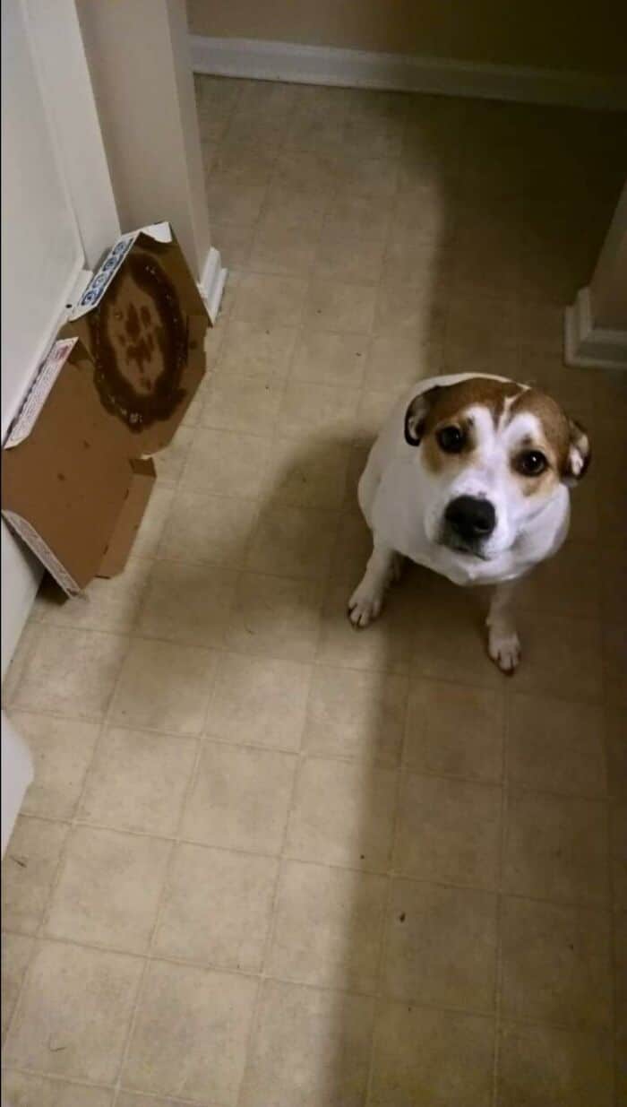 34 fotos de cachorro para o desafio Guilty Dog 20