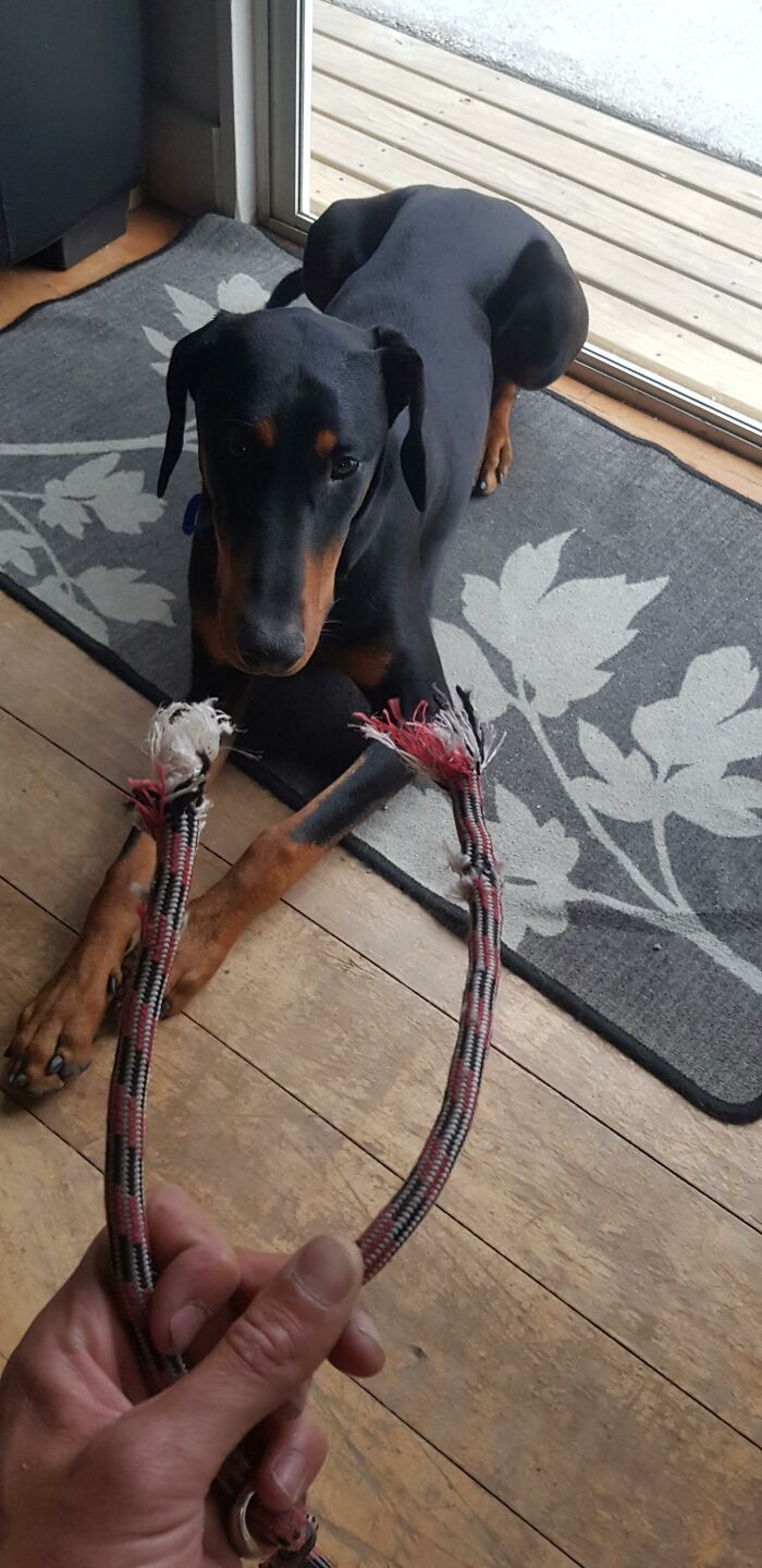 34 fotos de cachorro para o desafio Guilty Dog 21