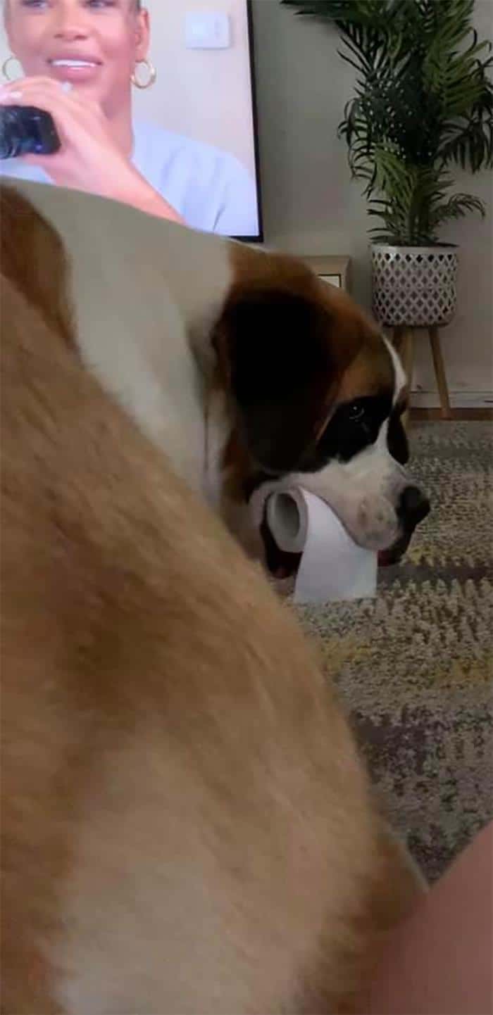 34 fotos de cachorro para o desafio Guilty Dog 25