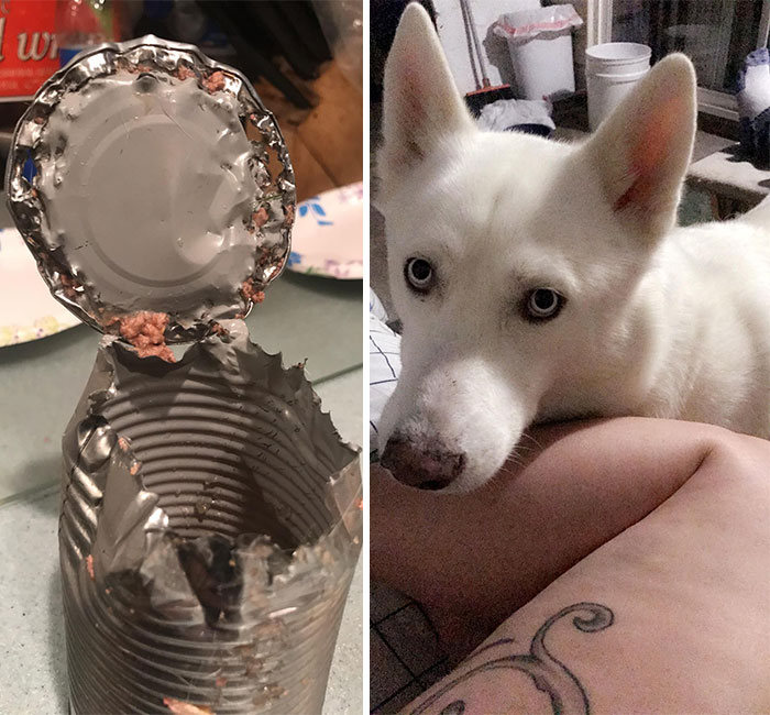 34 fotos de cachorro para o desafio Guilty Dog 28