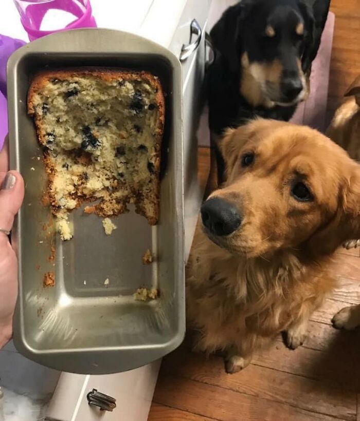 34 fotos de cachorro para o desafio Guilty Dog 30