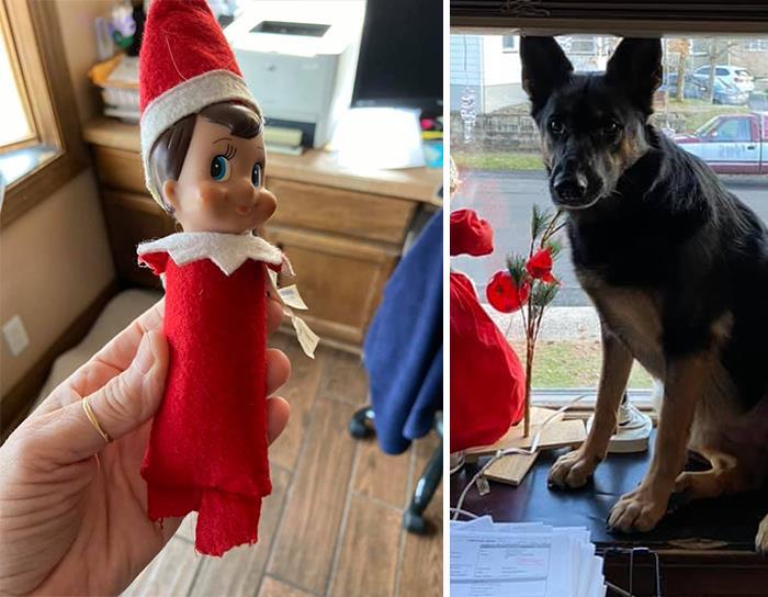 34 fotos de cachorro para o desafio Guilty Dog 31