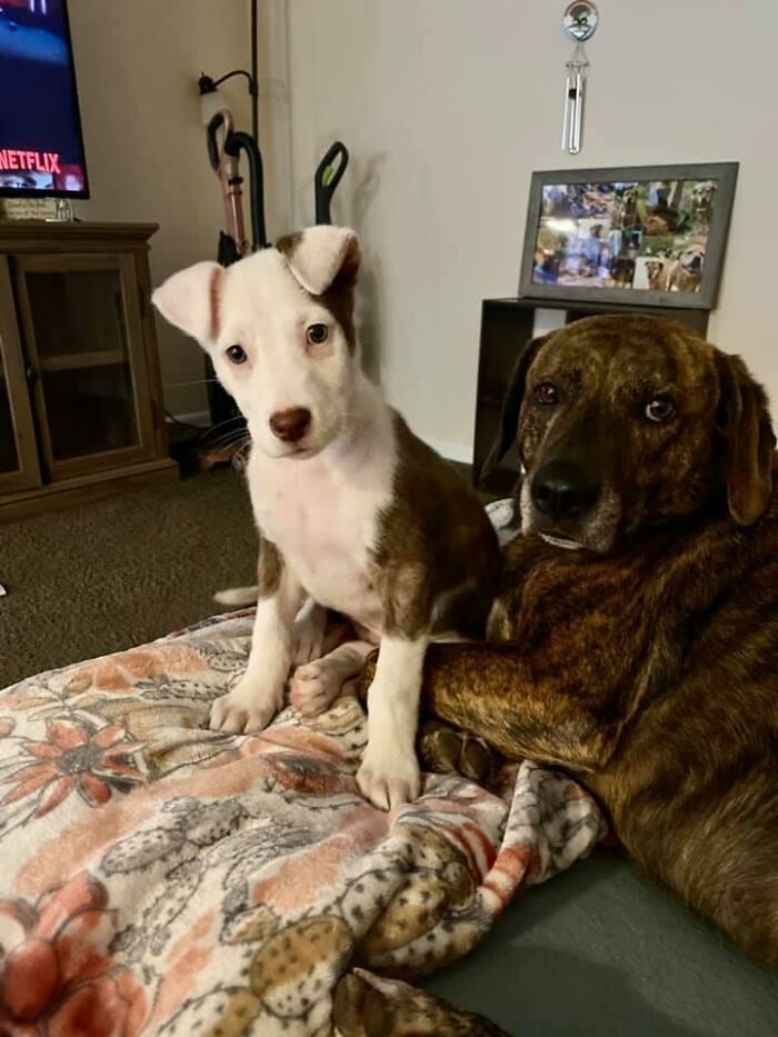 34 fotos de cachorro para o desafio Guilty Dog 32