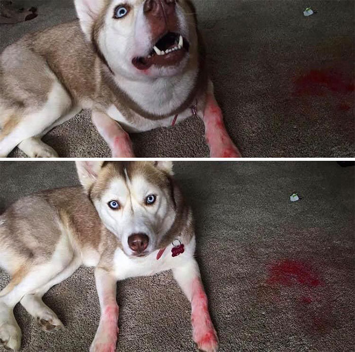 34 fotos de cachorro para o desafio Guilty Dog 33