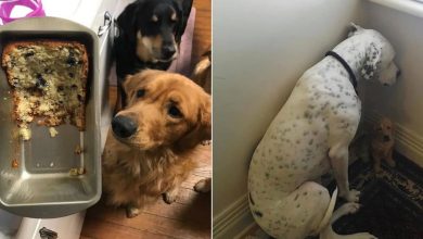 34 fotos de cachorro para o desafio Guilty Dog 29