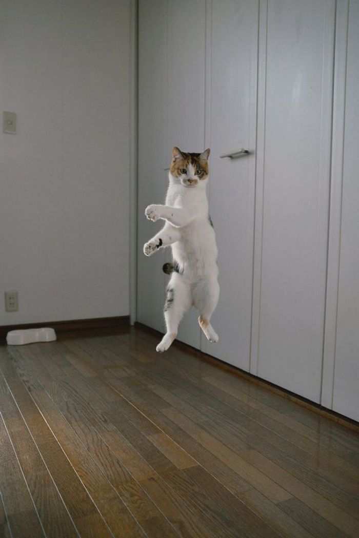 21 fotos em que é preciso olhar mais de uma vez para ter certeza do que estamos vendo 2