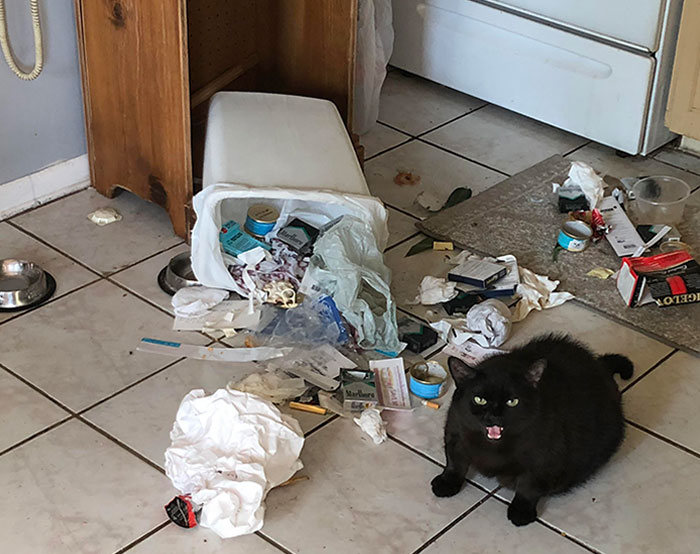 30 fotos hilárias que provam que os gatos são os maiores idiotas 3