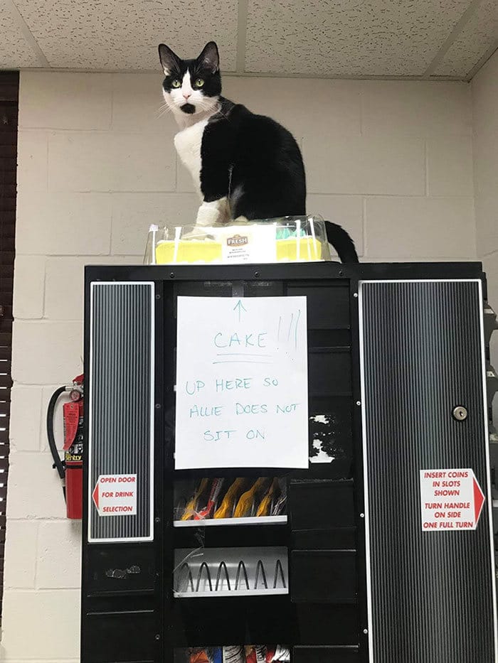 30 fotos hilárias que provam que os gatos são os maiores idiotas 5