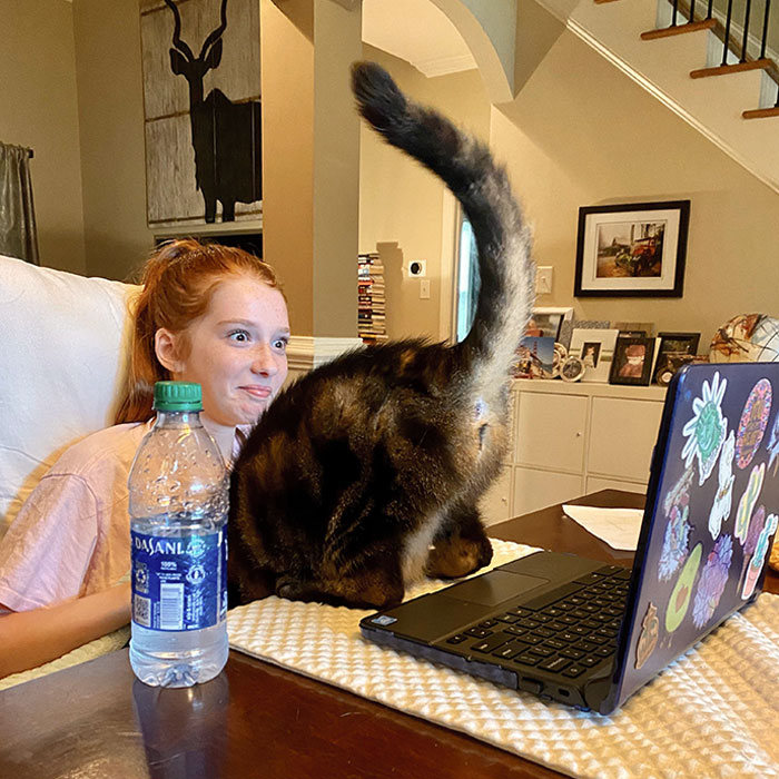 30 fotos hilárias que provam que os gatos são os maiores idiotas 7