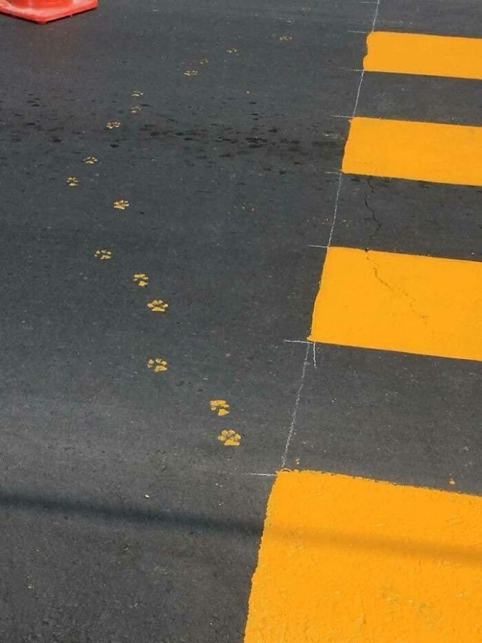 30 fotos hilárias que provam que os gatos são os maiores idiotas 11