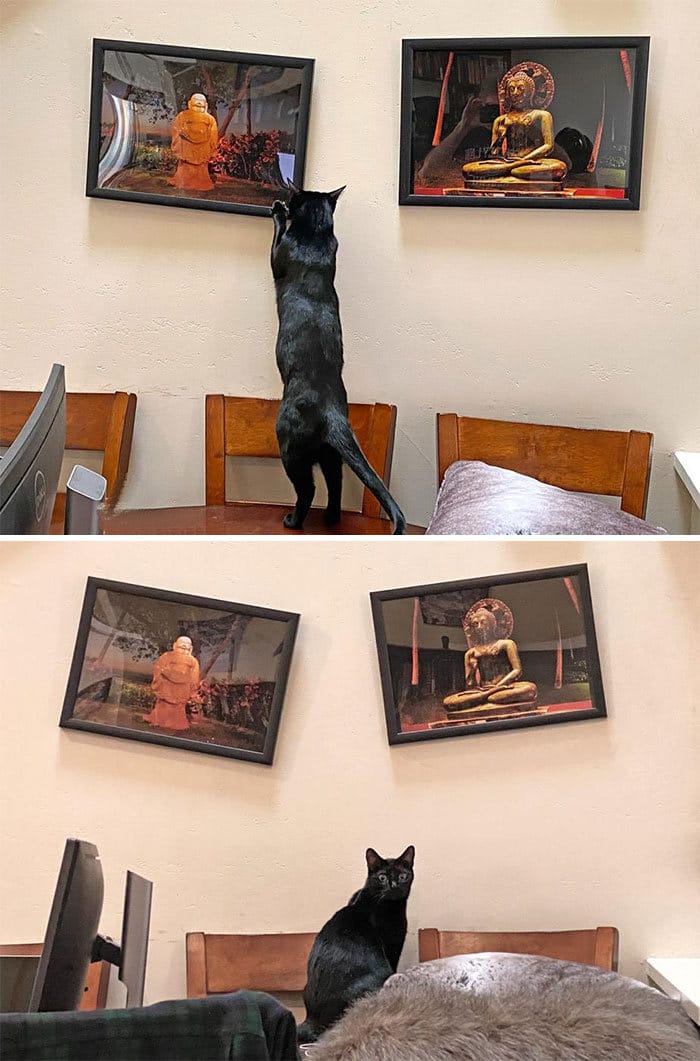 30 fotos hilárias que provam que os gatos são os maiores idiotas 12