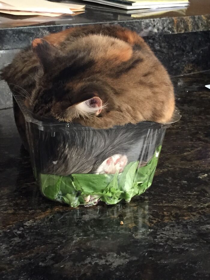 30 fotos hilárias que provam que os gatos são os maiores idiotas 13