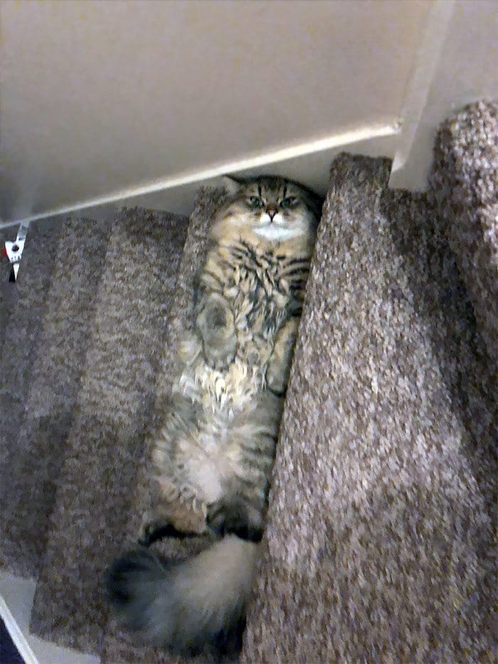 30 fotos hilárias que provam que os gatos são os maiores idiotas 14