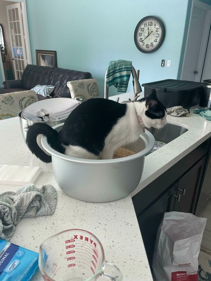 30 fotos hilárias que provam que os gatos são os maiores idiotas 16