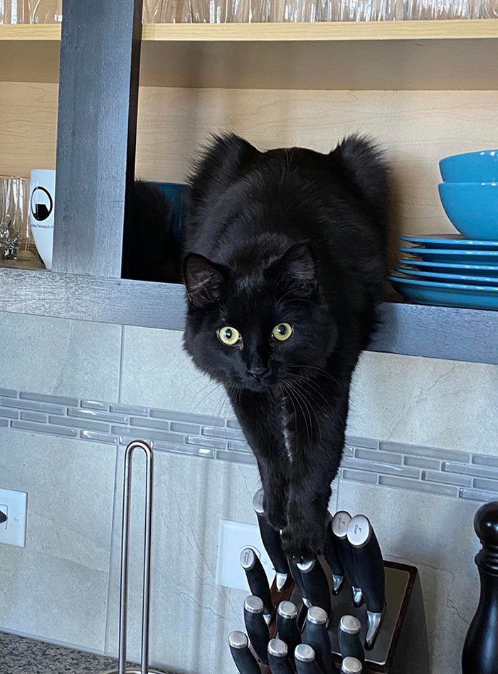 30 fotos hilárias que provam que os gatos são os maiores idiotas 17