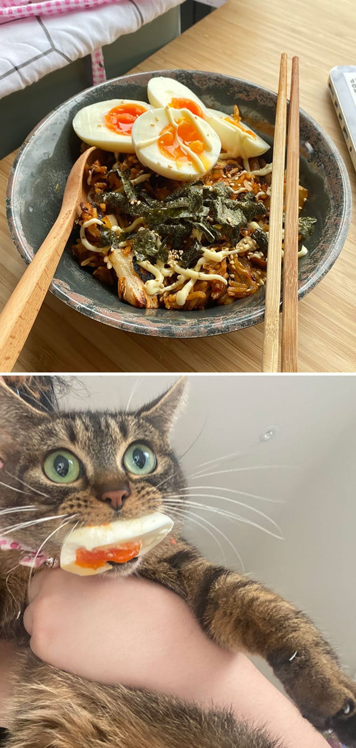 30 fotos hilárias que provam que os gatos são os maiores idiotas 18