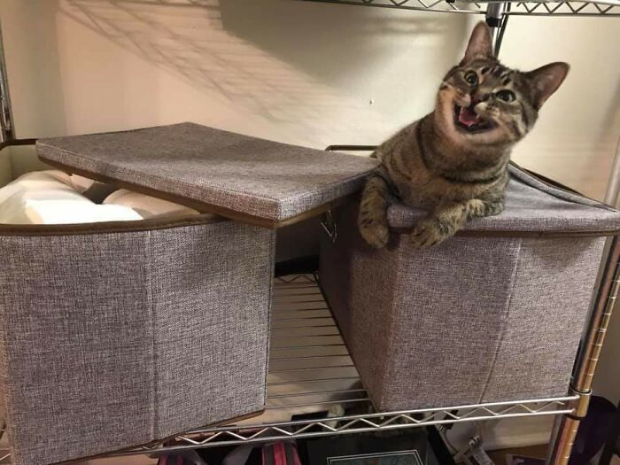 30 fotos hilárias que provam que os gatos são os maiores idiotas 19