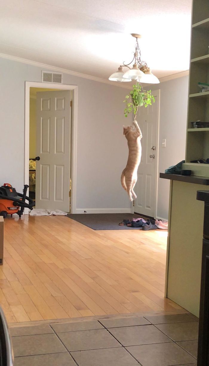 30 fotos hilárias que provam que os gatos são os maiores idiotas 20