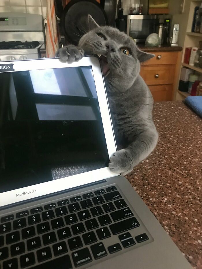 30 fotos hilárias que provam que os gatos são os maiores idiotas 22