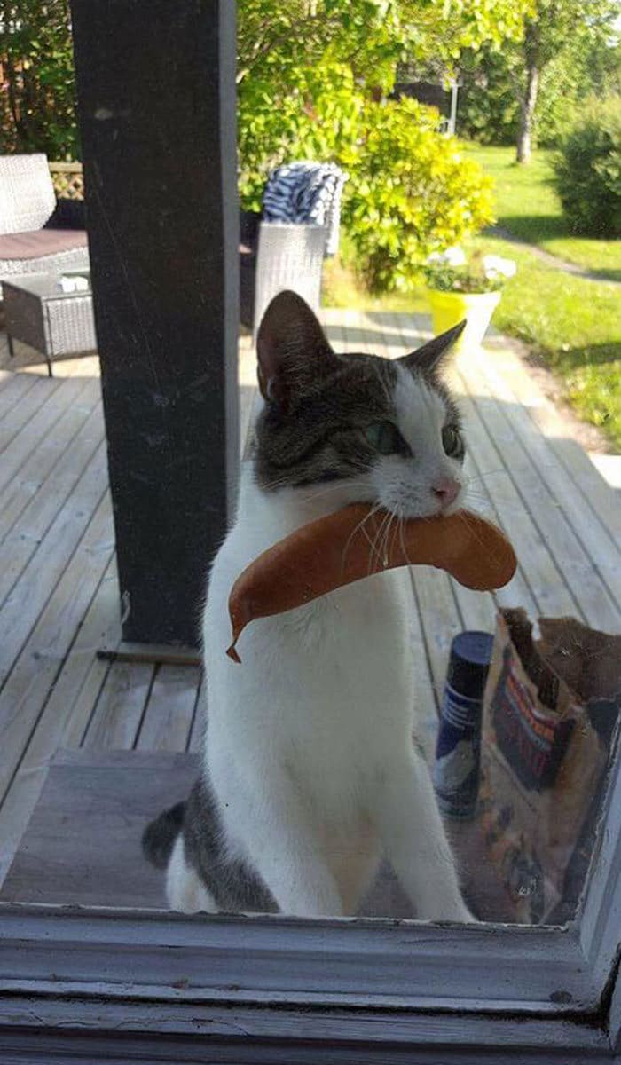 30 fotos hilárias que provam que os gatos são os maiores idiotas 23