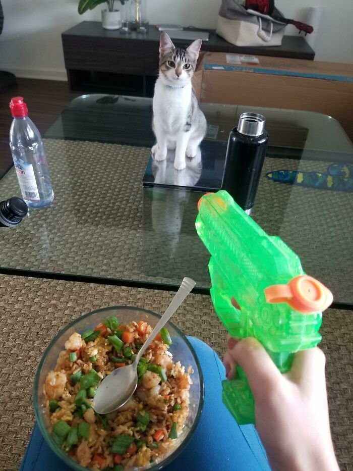 30 fotos hilárias que provam que os gatos são os maiores idiotas 24
