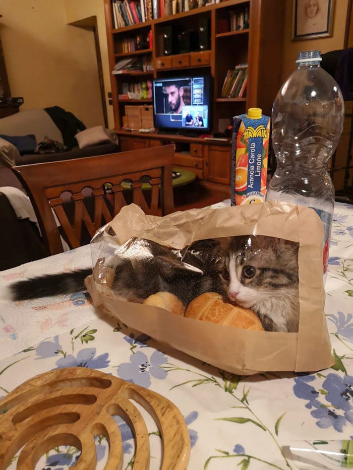 30 fotos hilárias que provam que os gatos são os maiores idiotas 25