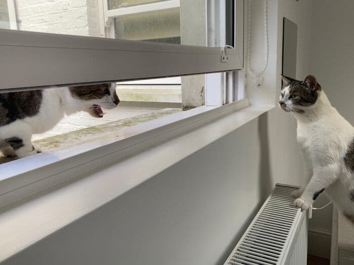 30 fotos hilárias que provam que os gatos são os maiores idiotas 26