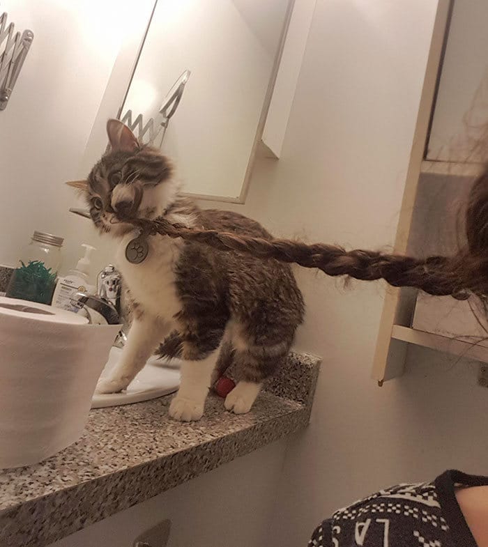 30 fotos hilárias que provam que os gatos são os maiores idiotas 27