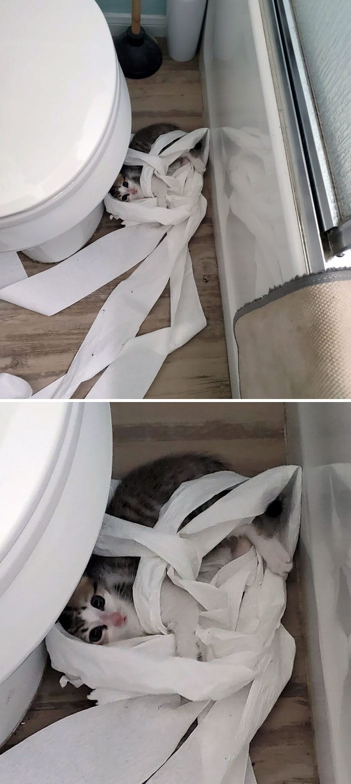 30 fotos hilárias que provam que os gatos são os maiores idiotas 28
