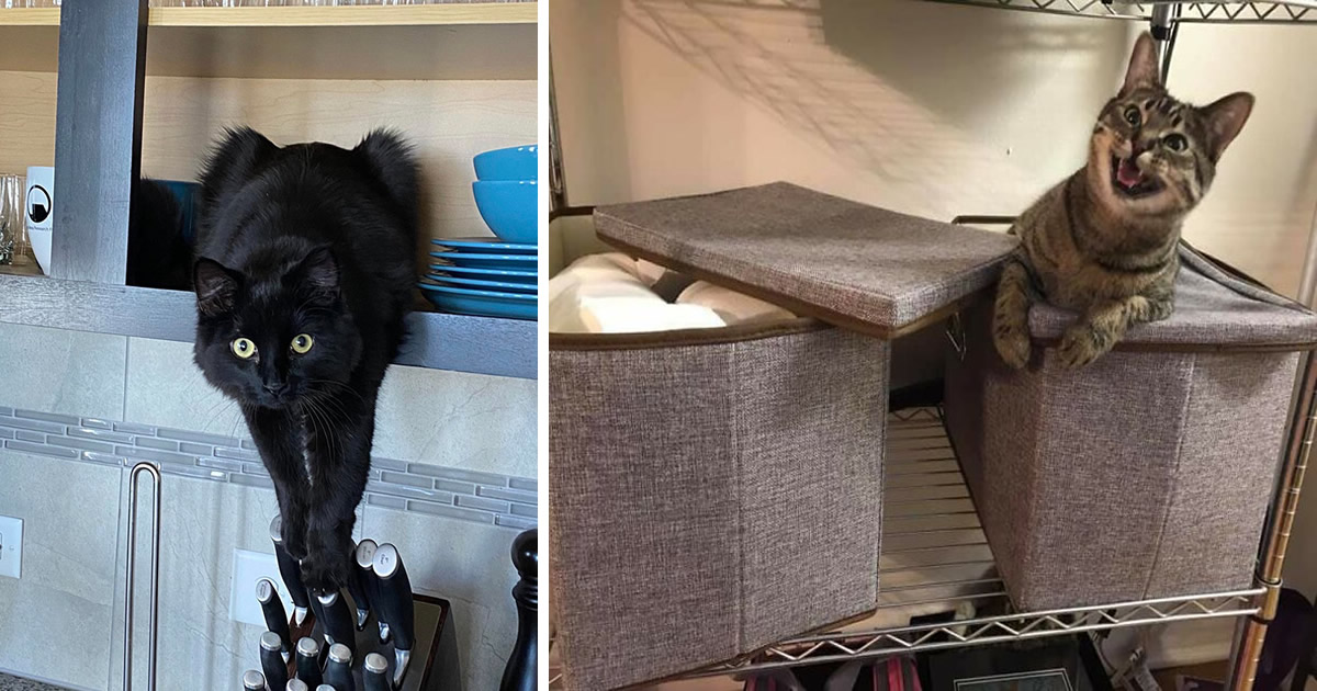 30 fotos hilárias que provam que os gatos são os maiores idiotas