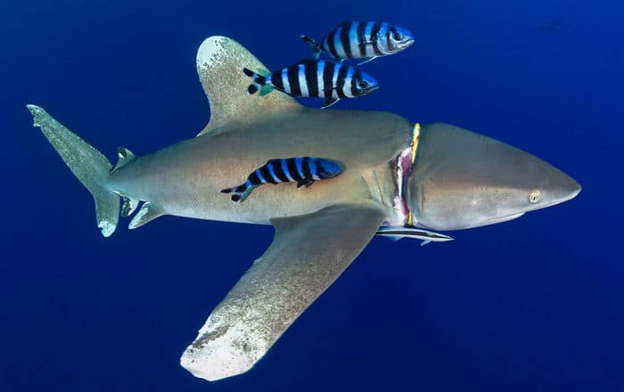 34 fotos incríveis do Ocean Photography Awards 2020 2