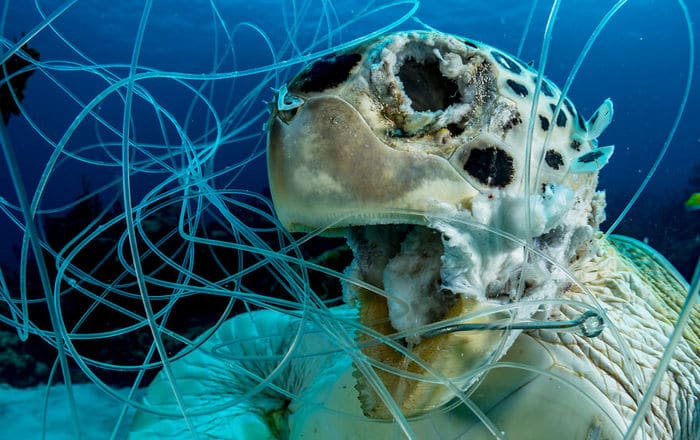 34 fotos incríveis do Ocean Photography Awards 2020 3