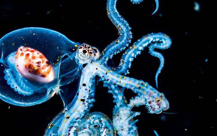 34 fotos incríveis do Ocean Photography Awards 2020 8