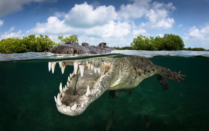 34 fotos incríveis do Ocean Photography Awards 2020 9