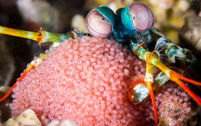 34 fotos incríveis do Ocean Photography Awards 2020 11