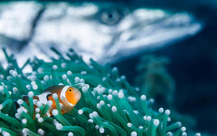 34 fotos incríveis do Ocean Photography Awards 2020 12