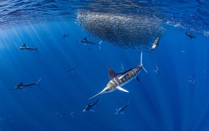 34 fotos incríveis do Ocean Photography Awards 2020 23