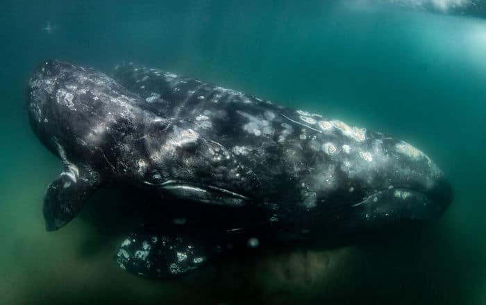 34 fotos incríveis do Ocean Photography Awards 2020 32