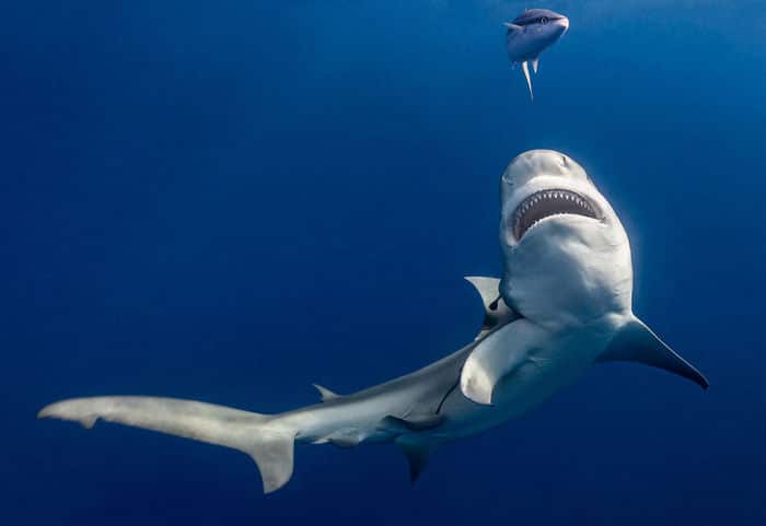 34 fotos incríveis do Ocean Photography Awards 2020 34