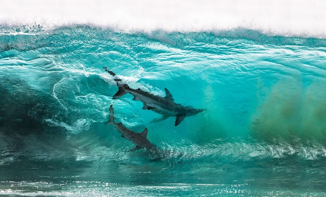 34 fotos incríveis do Ocean Photography Awards 2020 72