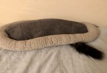 42 gatos que preferem dormir em qualquer outro lugar do que em suas camas 11