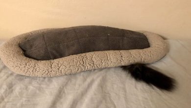 42 gatos que preferem dormir em qualquer outro lugar do que em suas camas 59