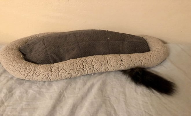 42 gatos que preferem dormir em qualquer outro lugar do que em suas camas