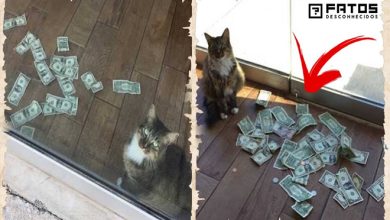 Gato surgia com muito dinheiro todos os dias, todos ficaram chocados quando descobriram de onde veio 3
