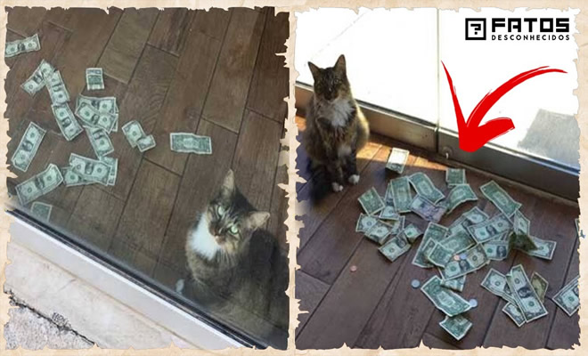 Gato surgia com muito dinheiro todos os dias, todos ficaram chocados quando descobriram de onde veio 11