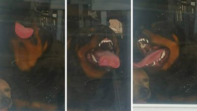 Há um grupo no Facebook onde os membros estão envergonhando seus animais de estimação 35