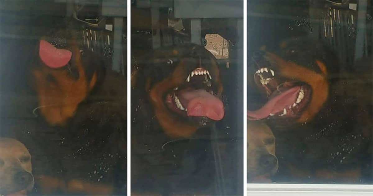Há um grupo no Facebook onde os membros estão envergonhando seus animais de estimação