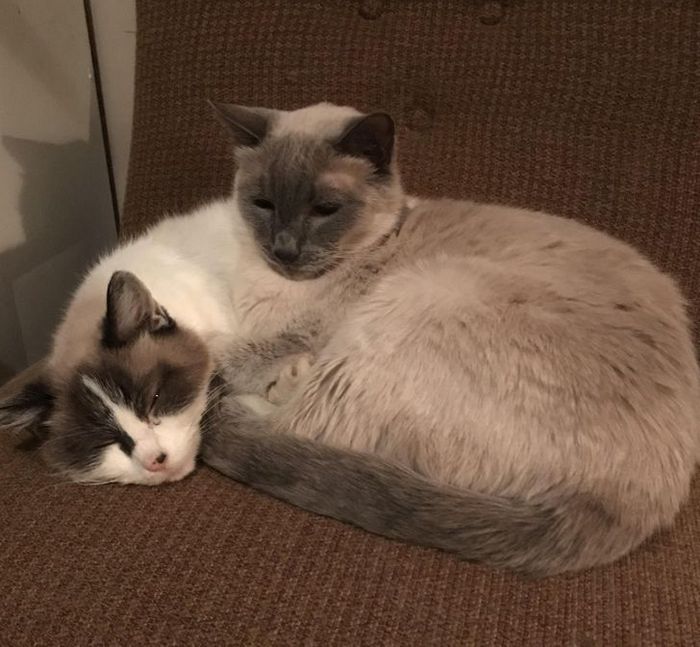 19 ilusões que podem explodir sua mente se você olhar um pouco mais de perto 5